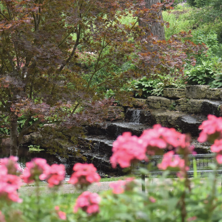 Pink flowers at the Rock Garden