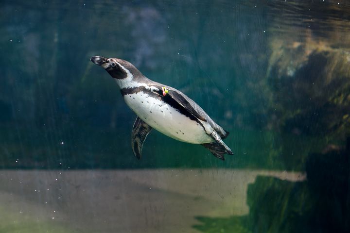 Zoo Buddies: Paddling Penguins