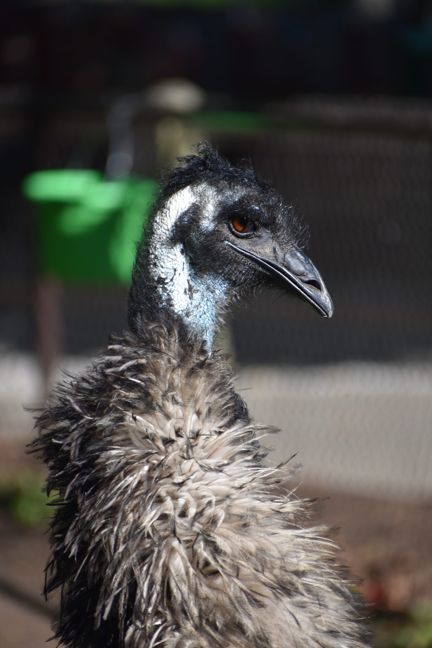 Zoo Buddies: Clever Cranes