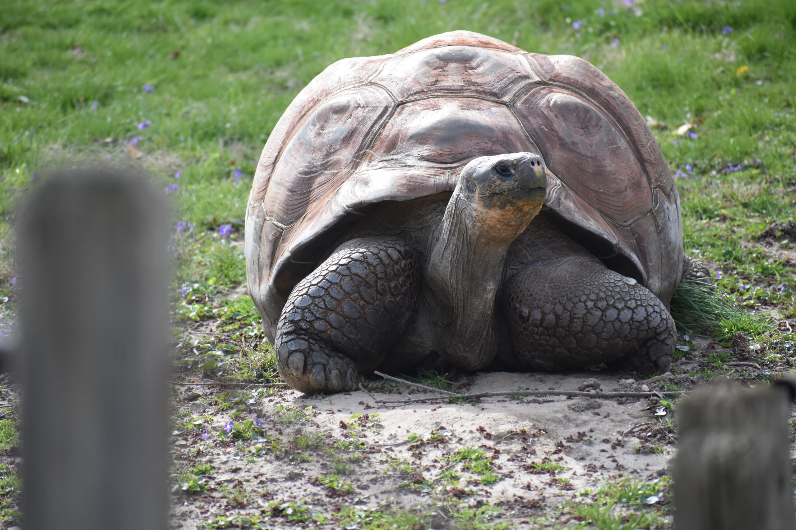 Scovill Zoo Fall Hours Begin