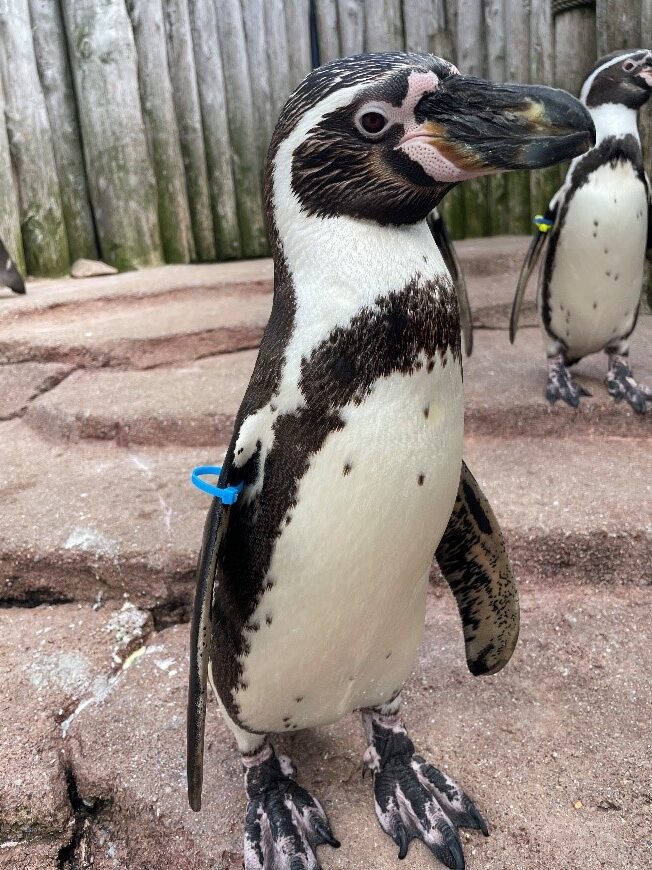 Penguin Bill